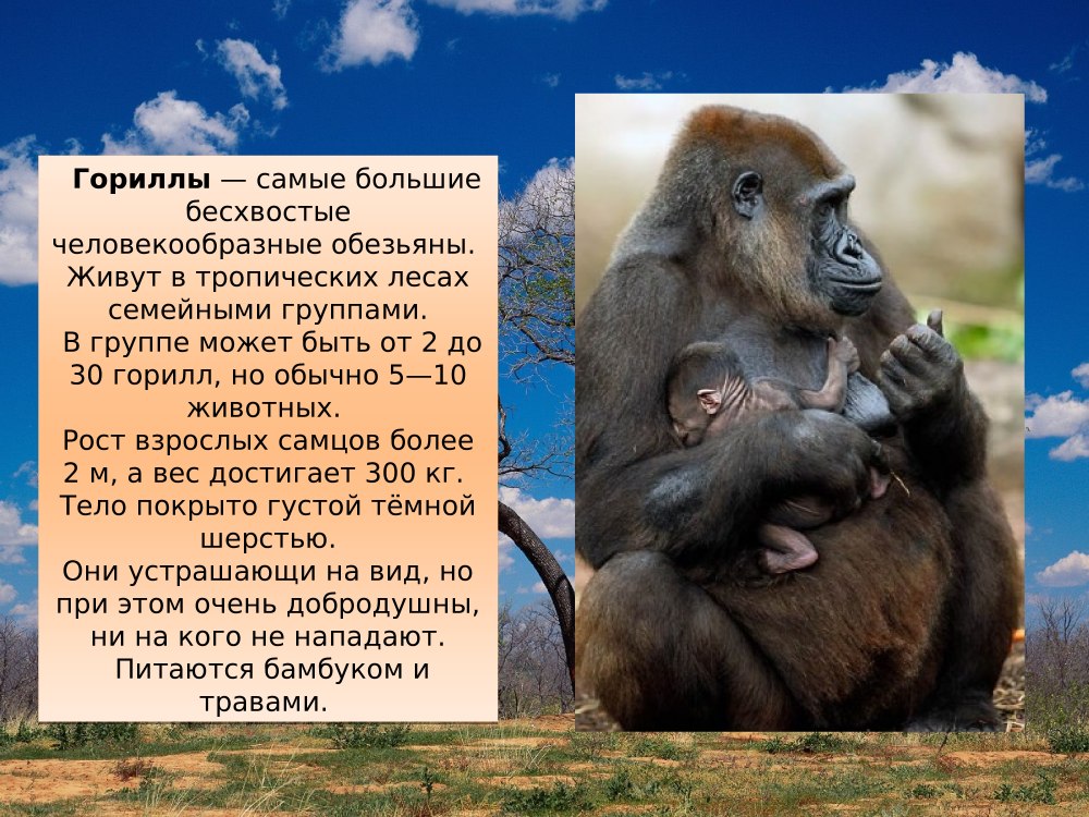 Саванна пустыня джунгли