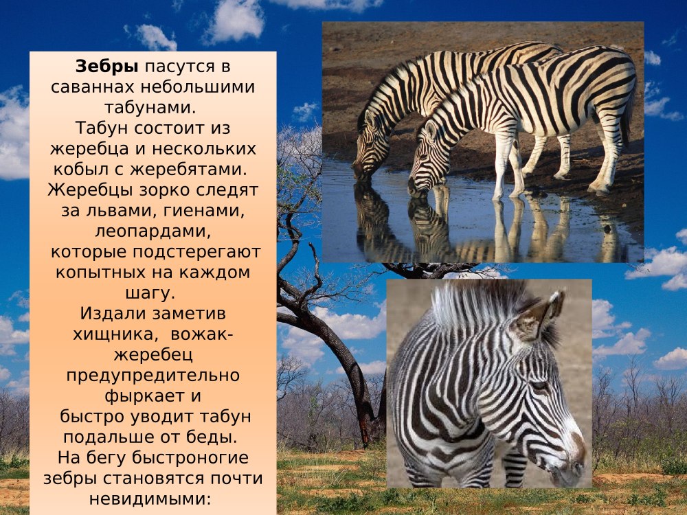 Слон описание животного