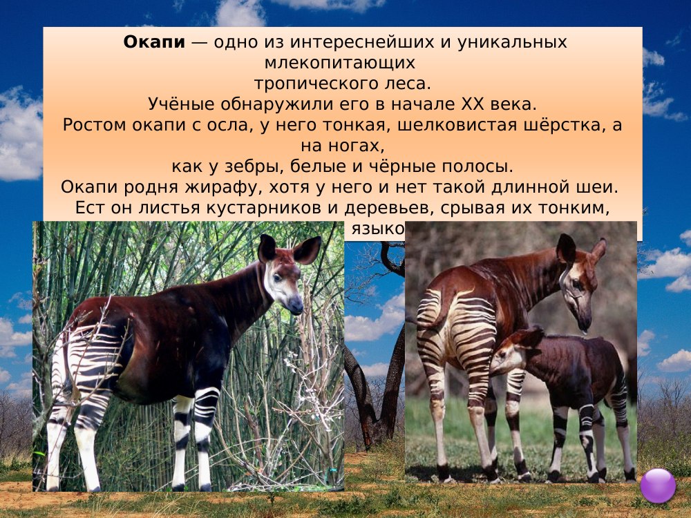Интересные факты о материке Африка