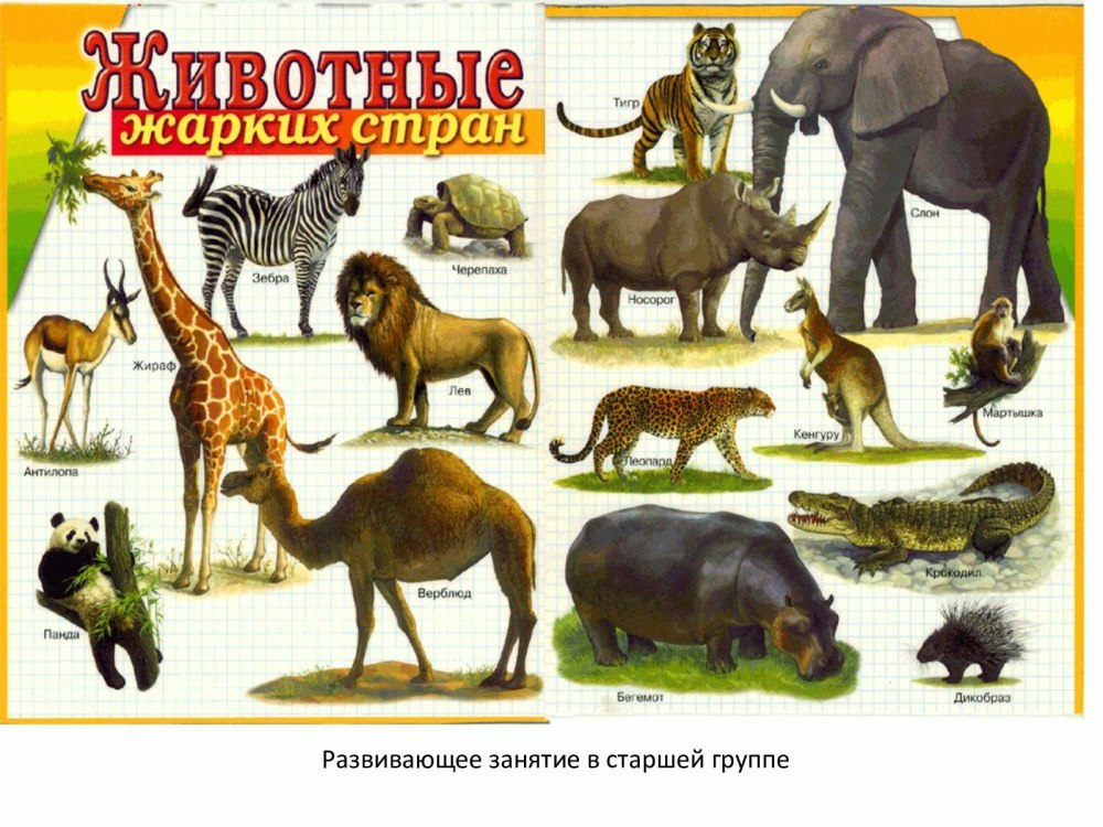 Фон Африки для детей без животных