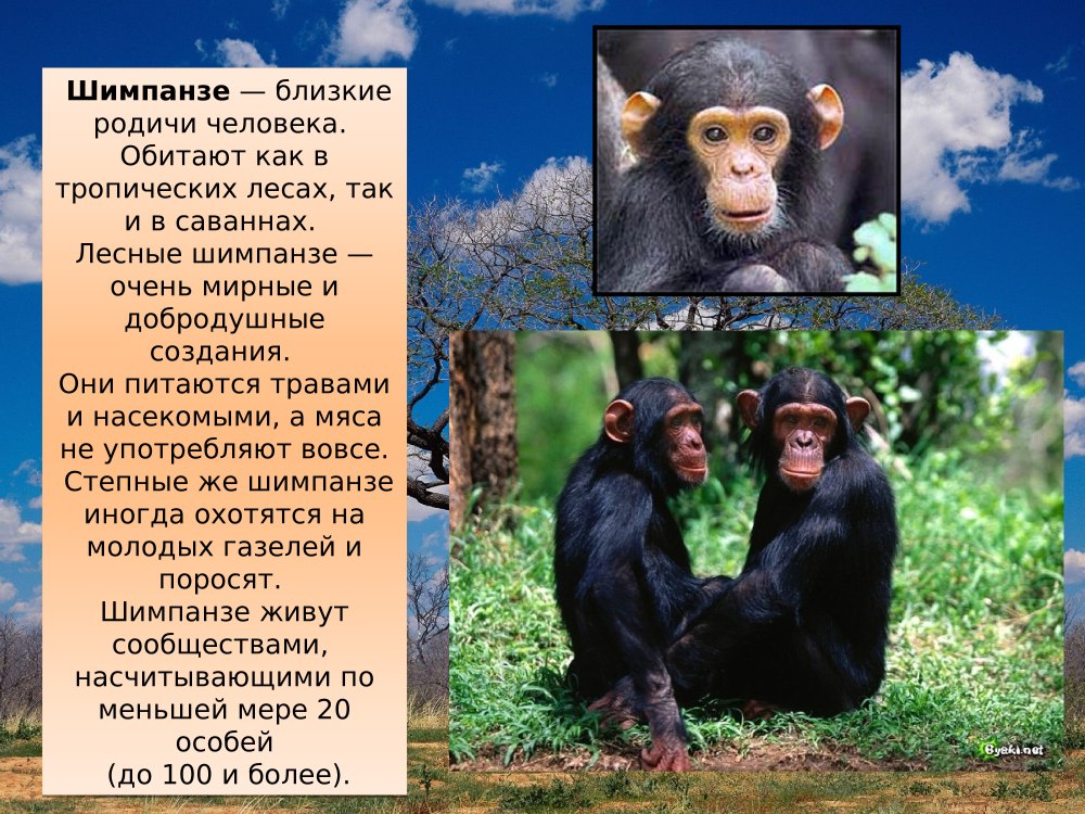 Интересные факты о животных саванны