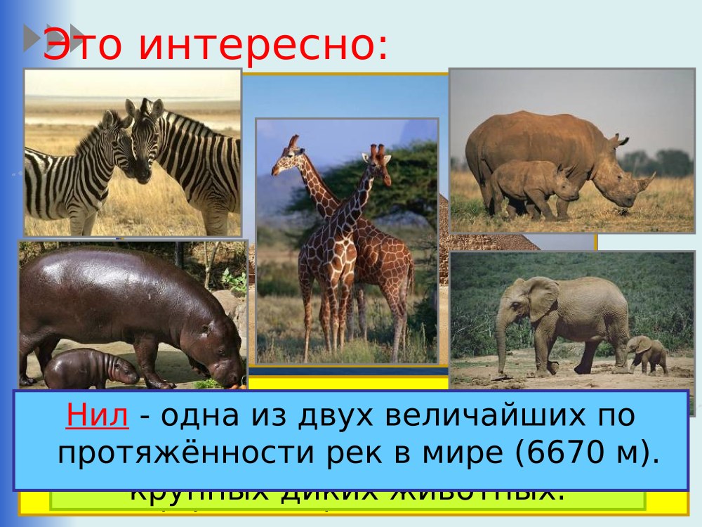 Африканские животные и растения