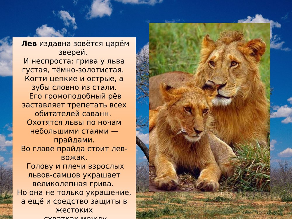 Презентация на тему Саванна