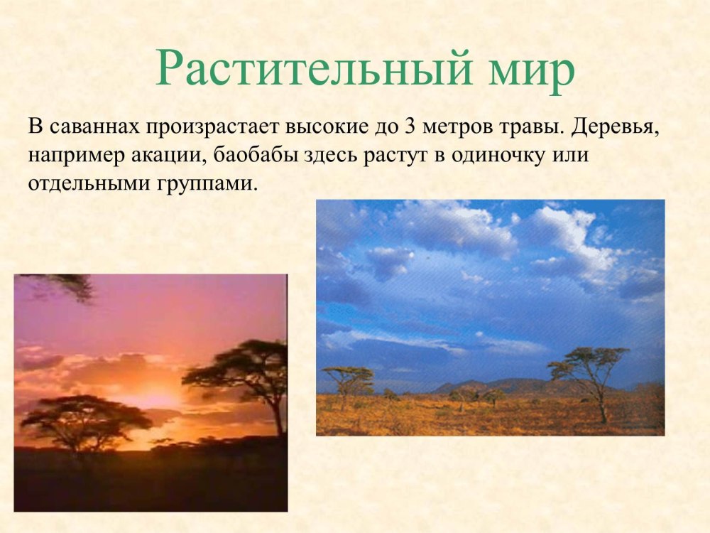Сообщение про африканских животных