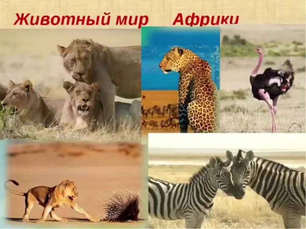 Доклад про Африку