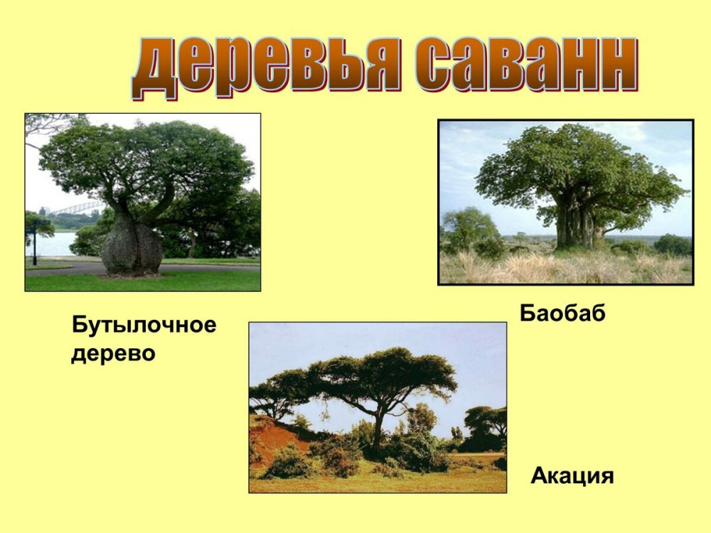 Животные Африки описание