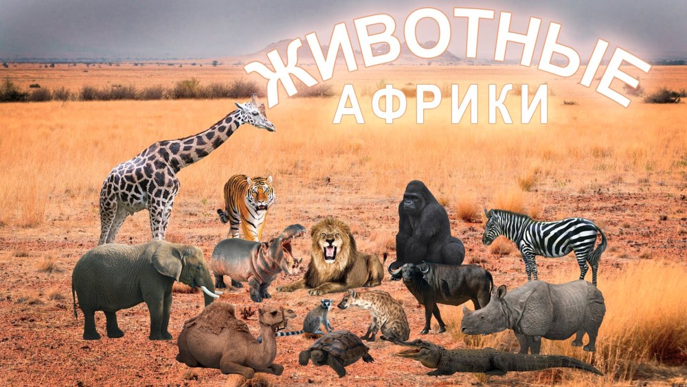 Африка интересный проект окружающий мир второй класс