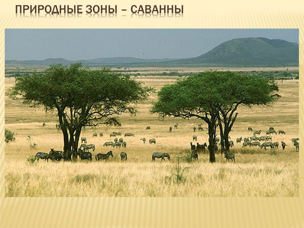 Рослинний і тваринний світ Африки
