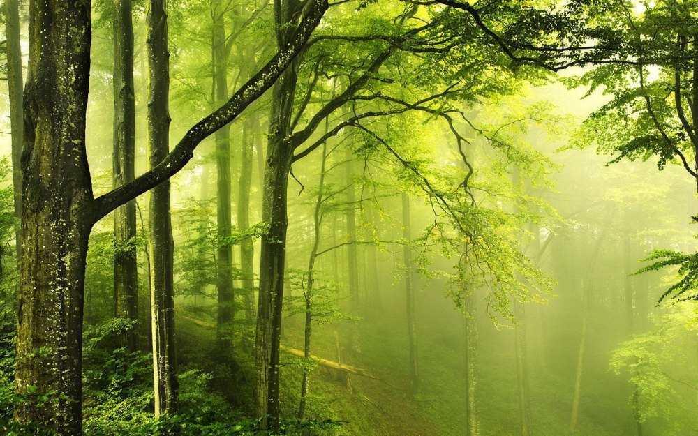 Clean Air in nature