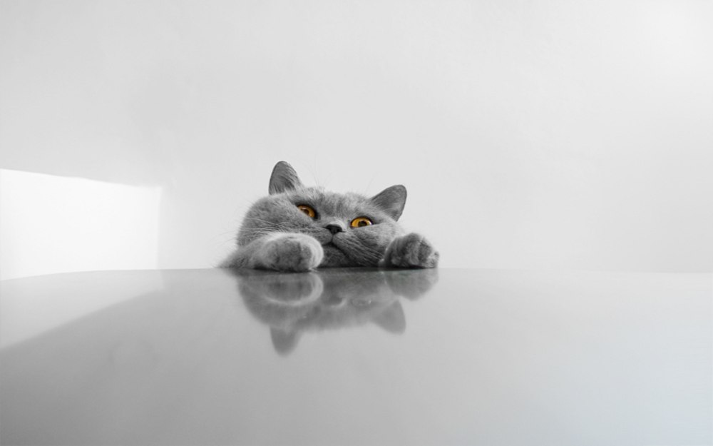 Кот Минимализм