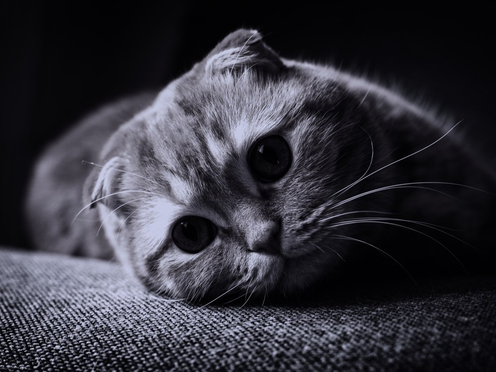 Шотландская вислоухая кошка