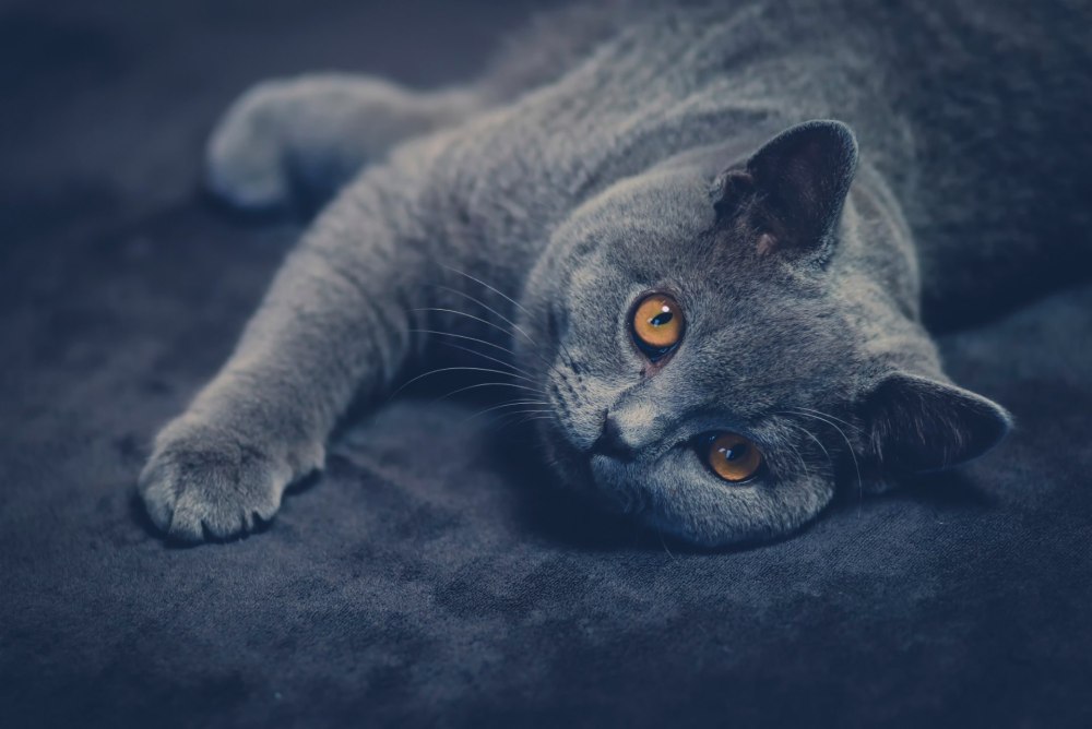 Кошки HD
