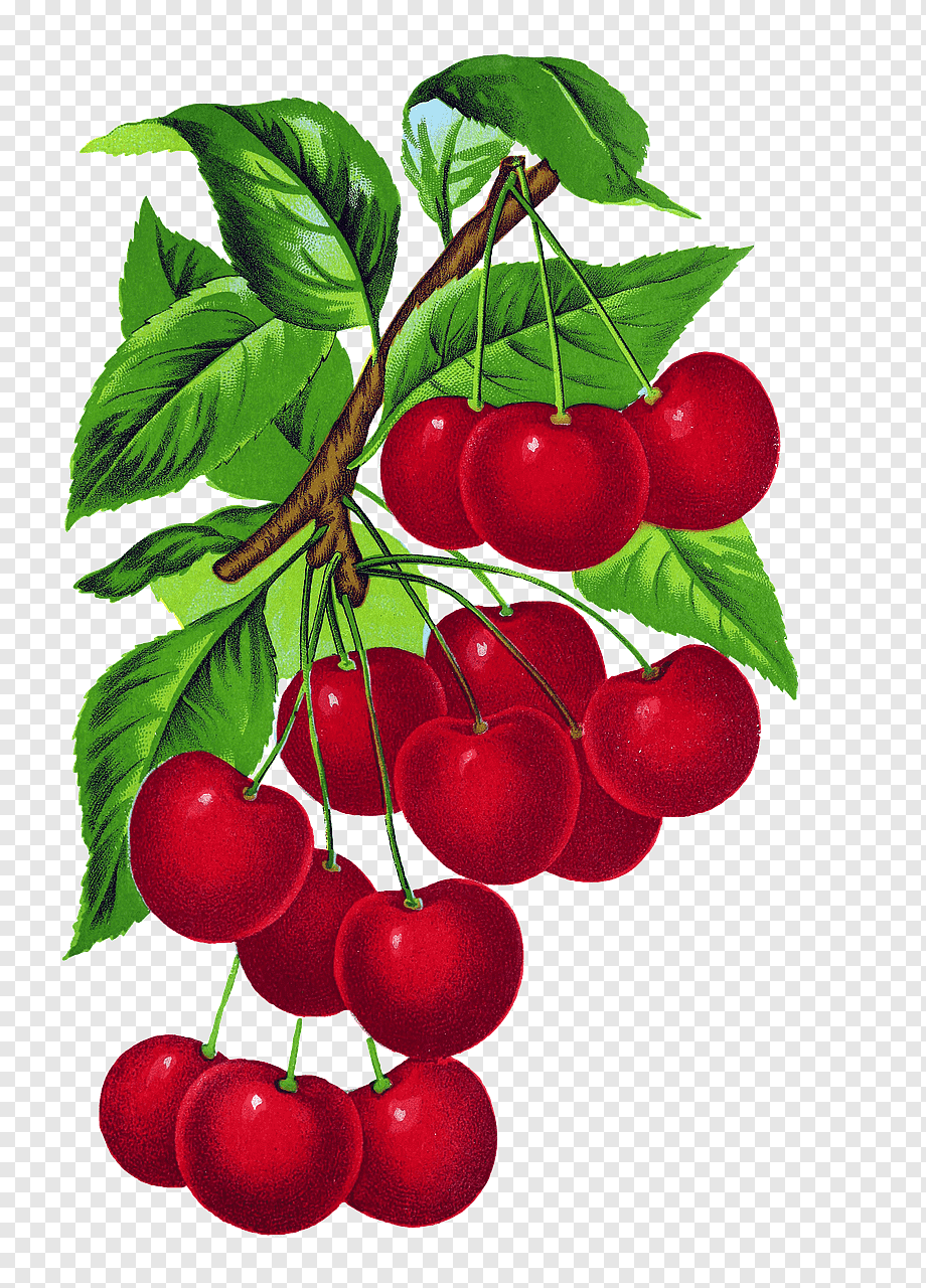Вишенка Векторная