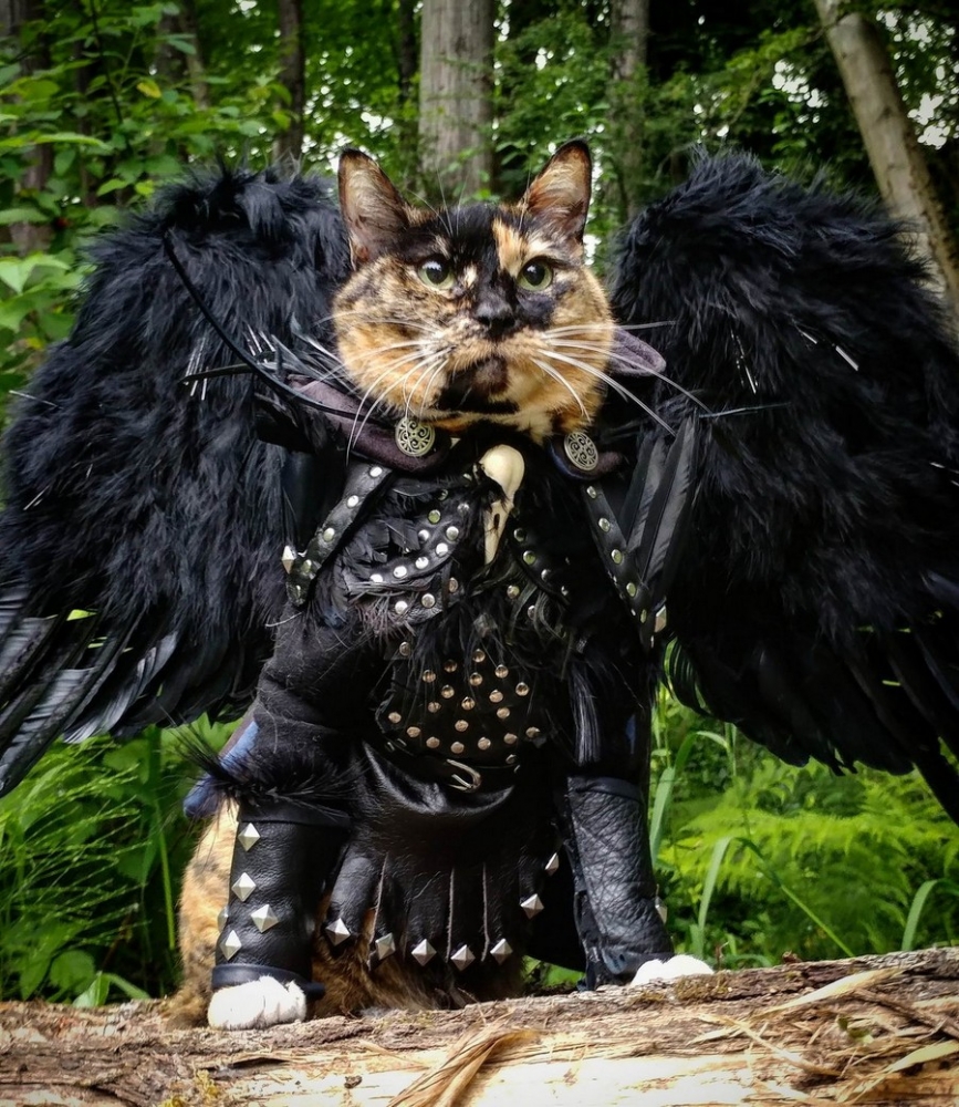 Skyrim каджит