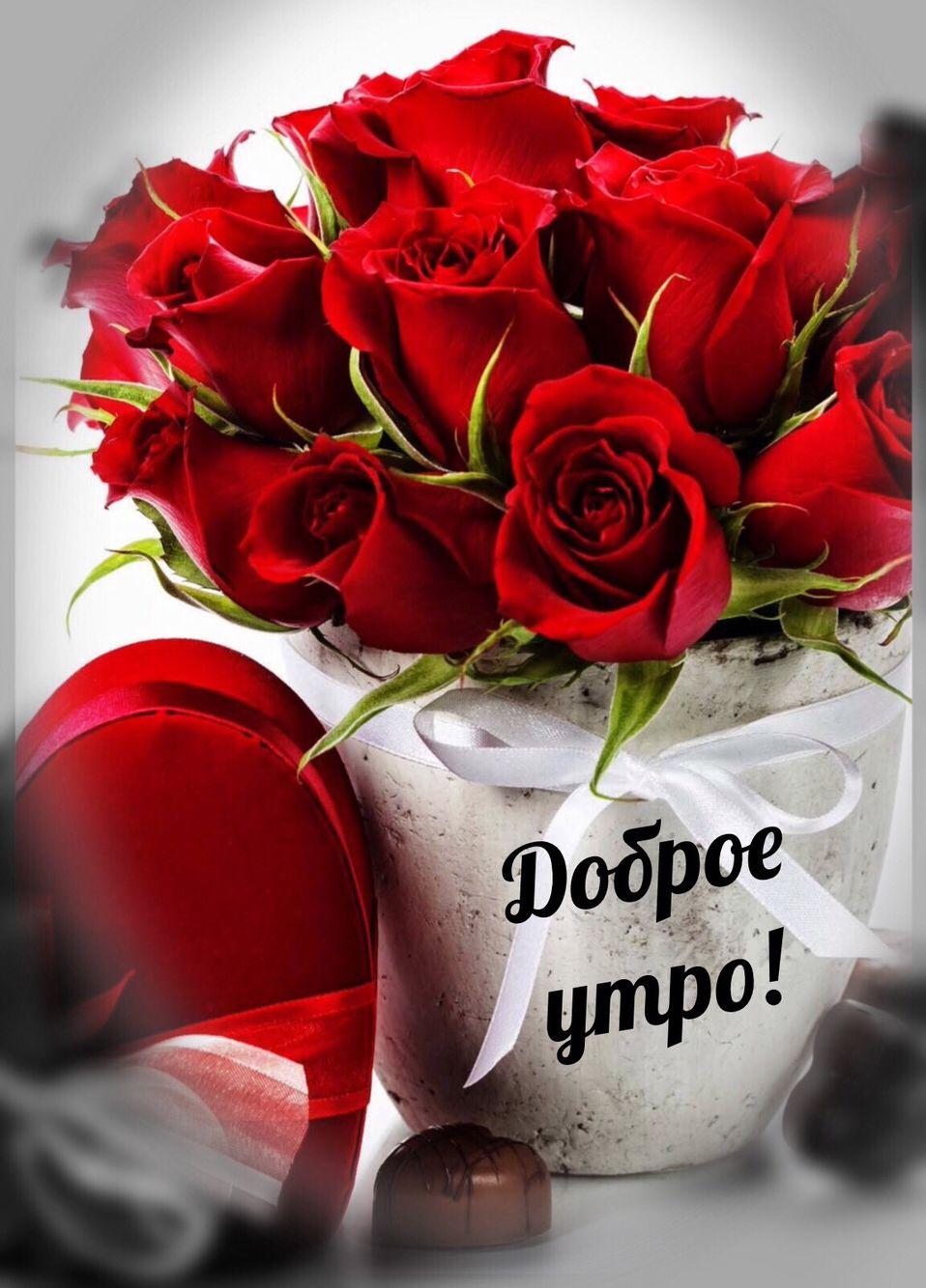Красивые розы с добрым утром
