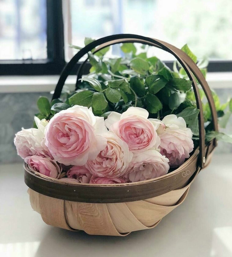 Доброе Цветочное утро