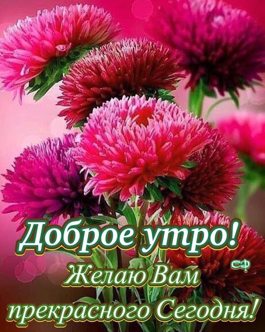 Красивые астры