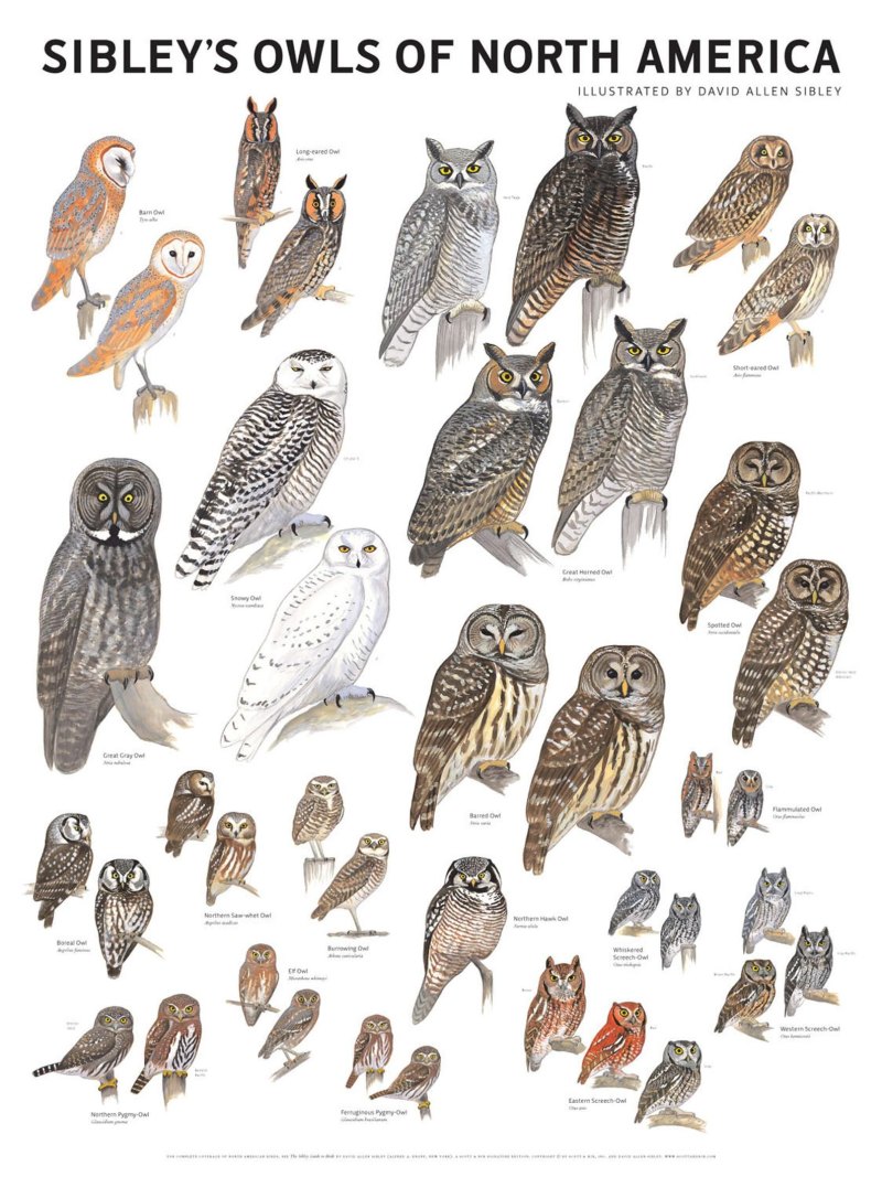 All species of Owls
