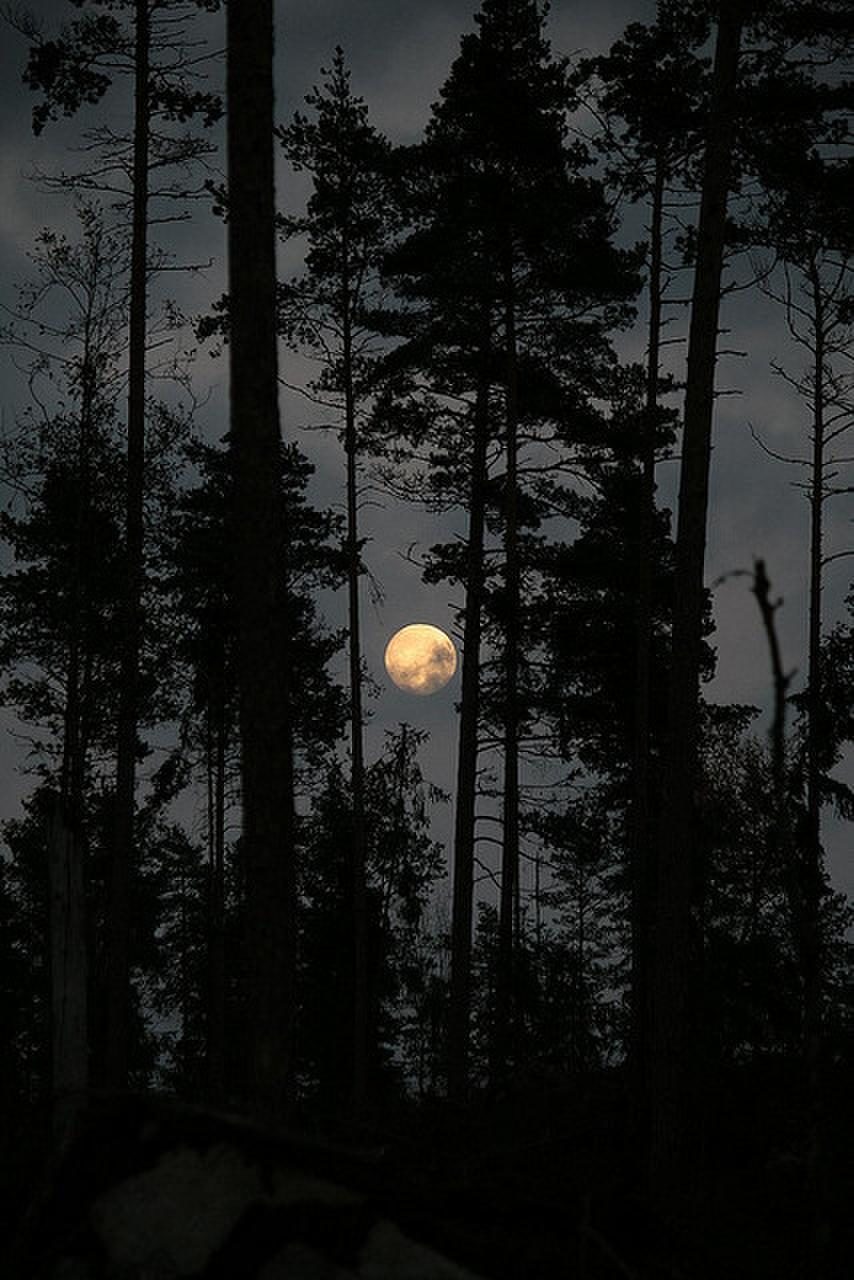 Сосновый лес ночью