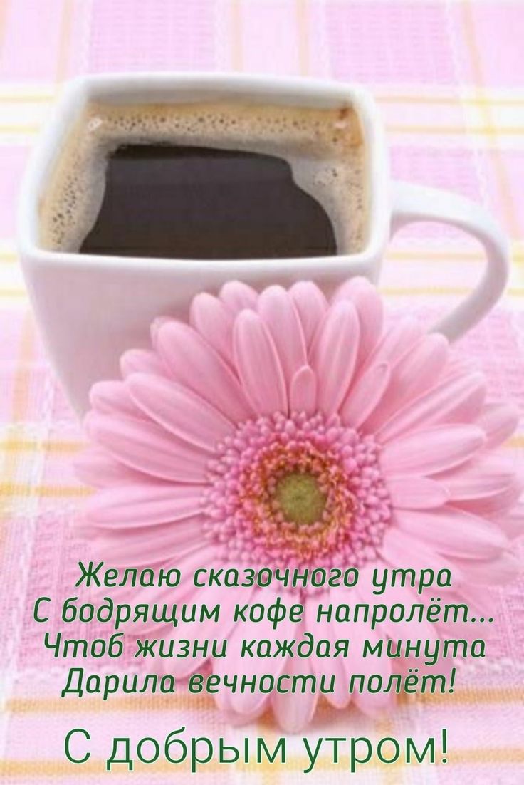 Доброе утро Гербера