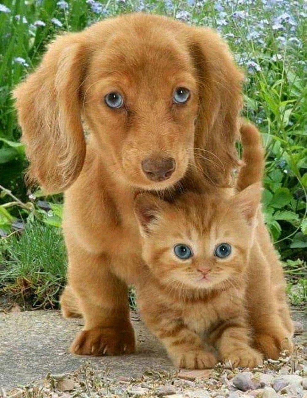 Милые собачки и кошечки