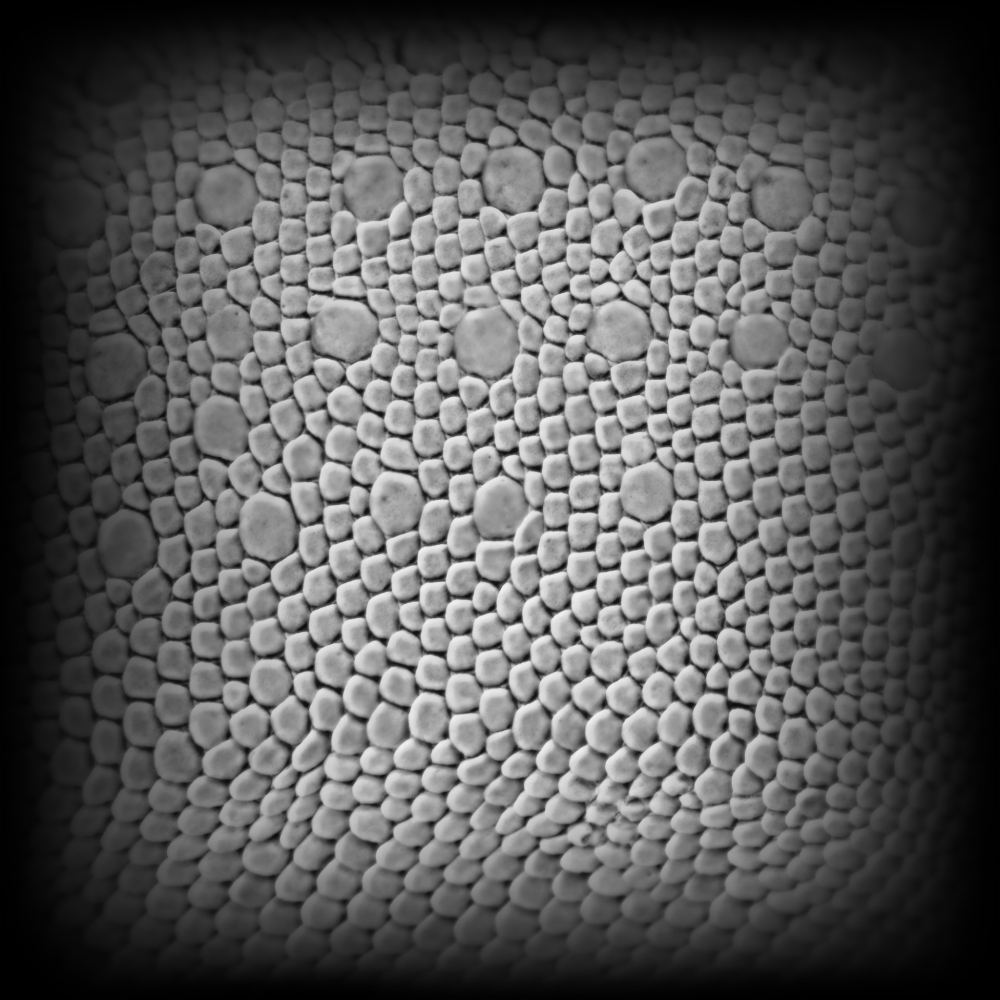 Альфа кисти кожи для Zbrush