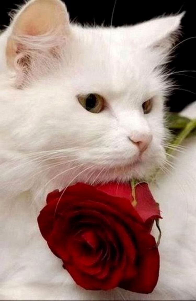 Котик с розочкой