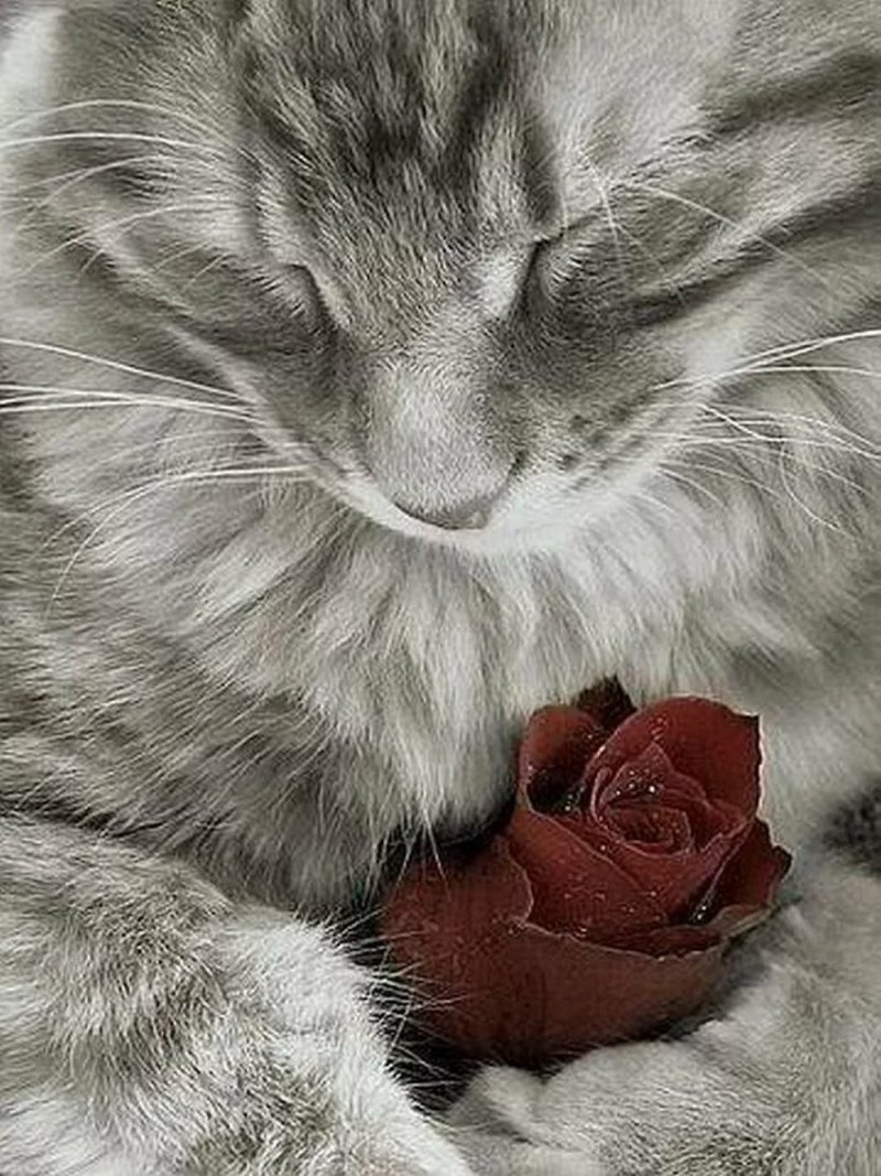 Котик с розой