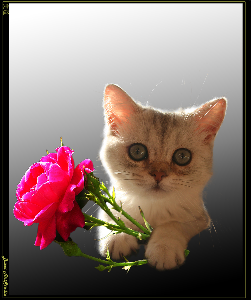 Кошка нюхает цветы