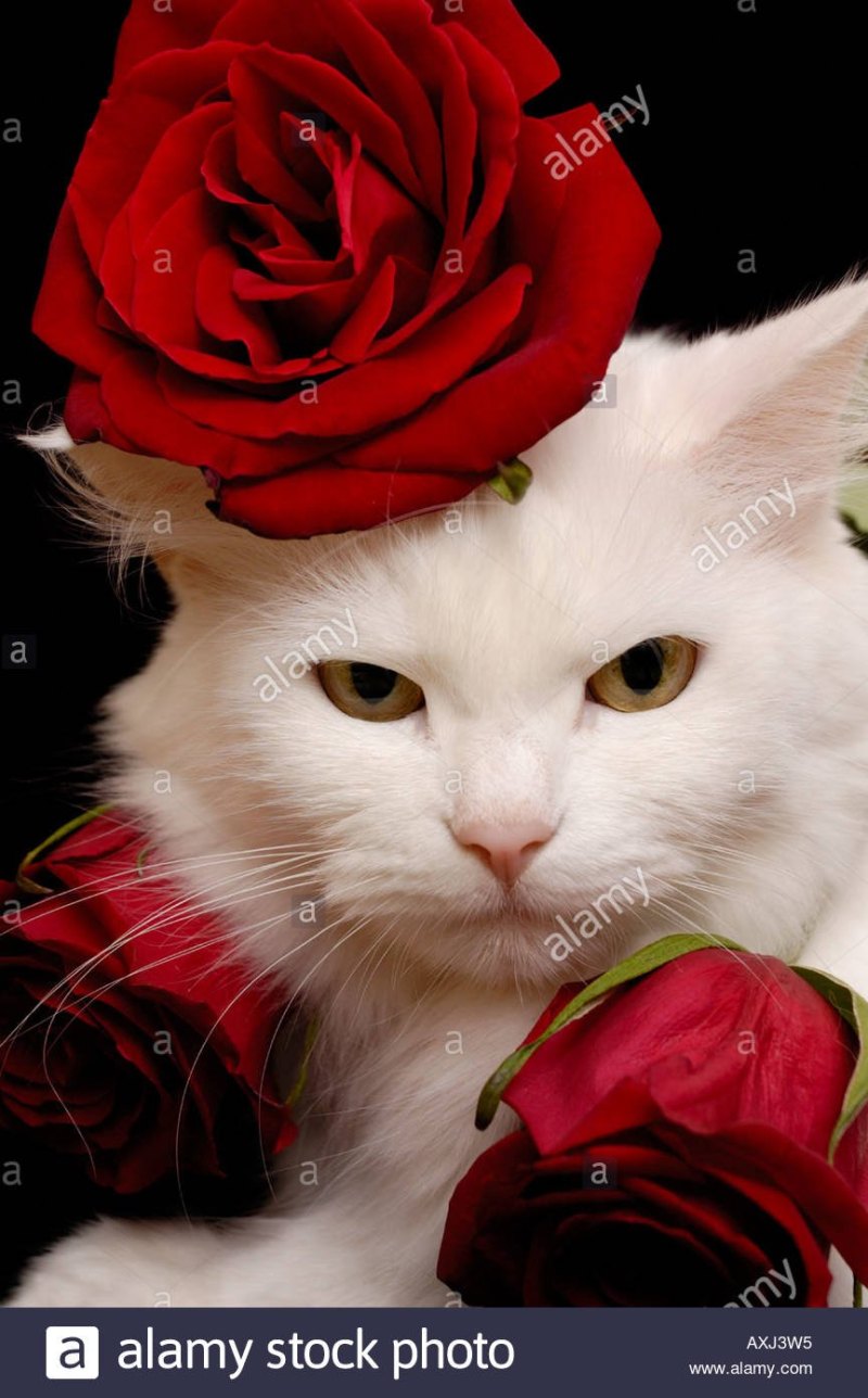 Котенок с цветочком
