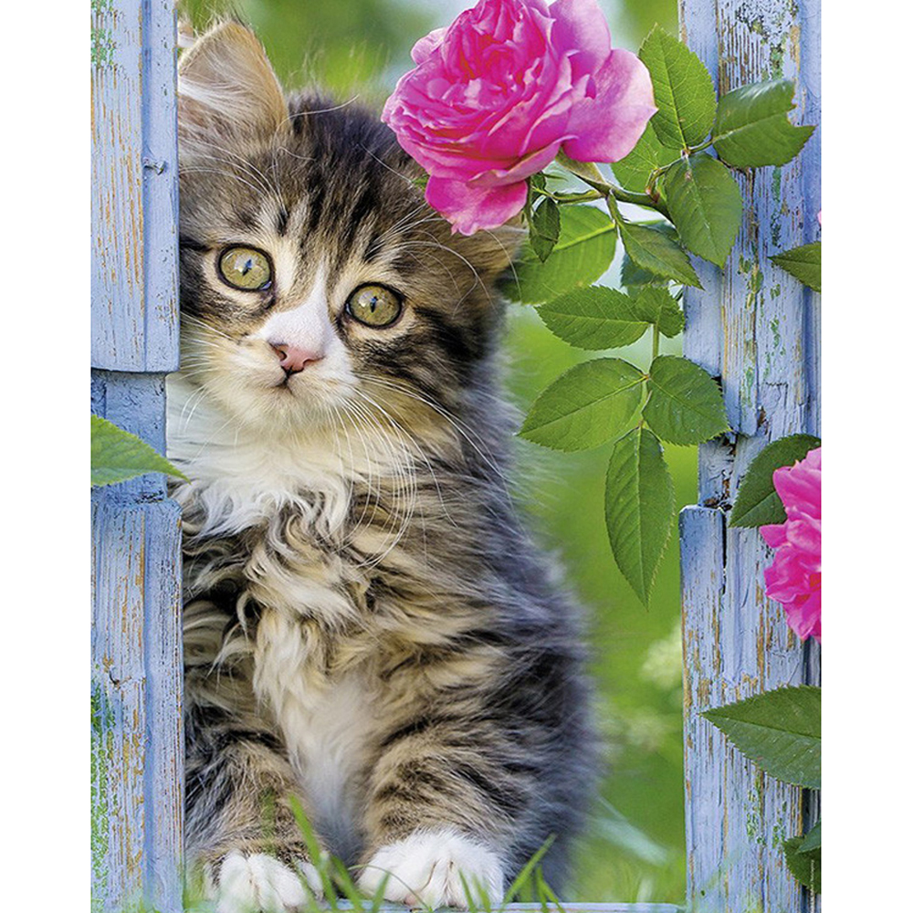 Розы и котенок