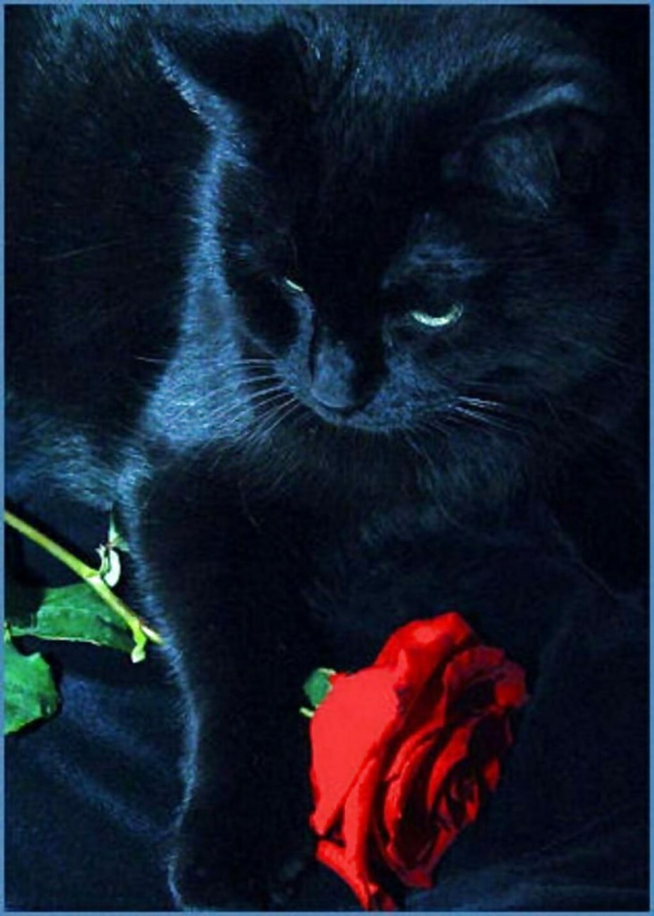 Розы и котенок