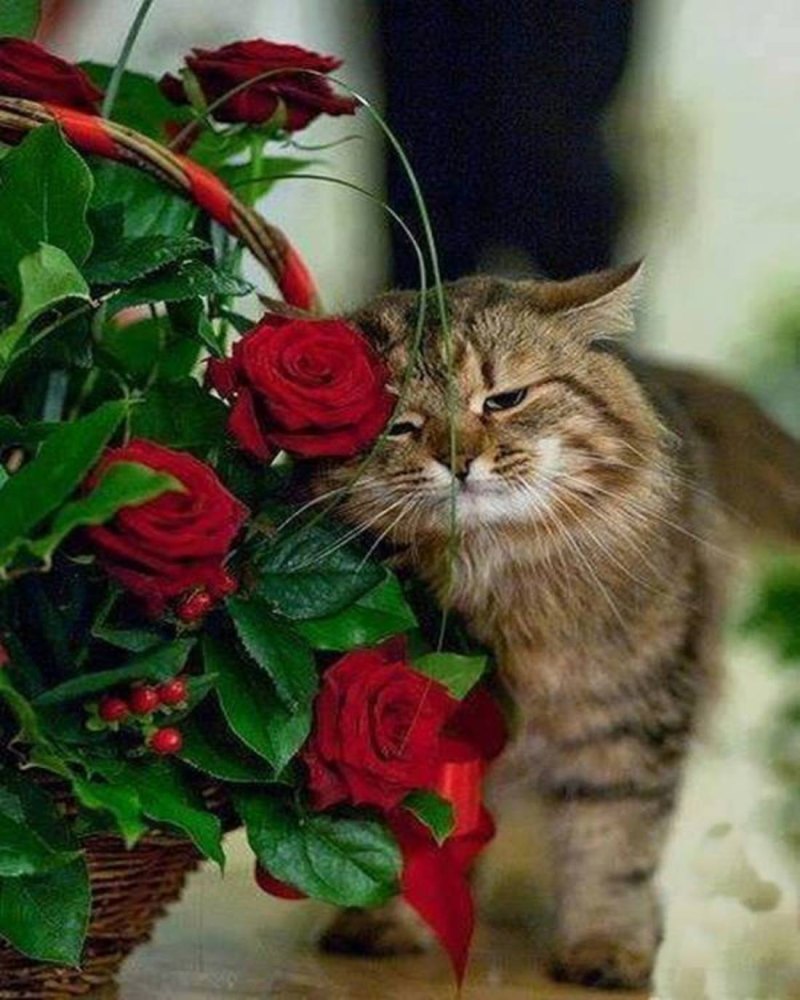 Британские котята с цветами