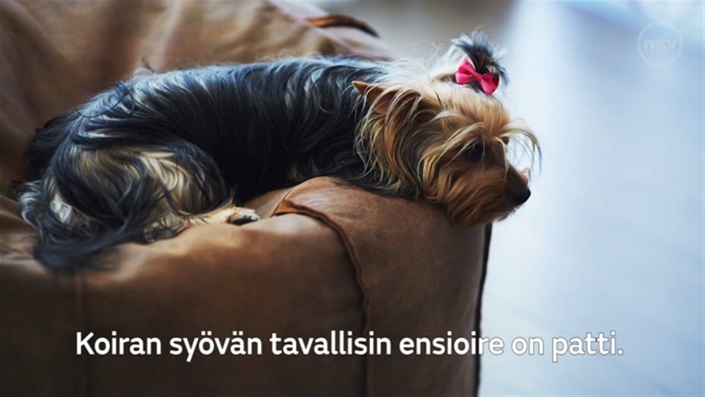 Йоркширский терьер