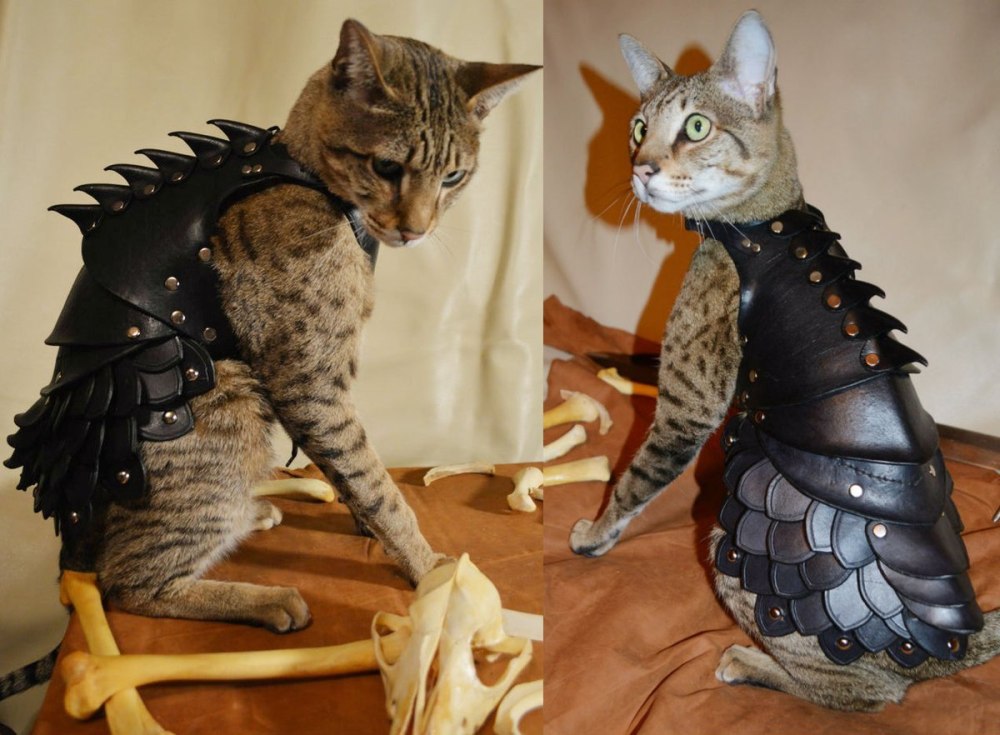 Латный доспех для кота