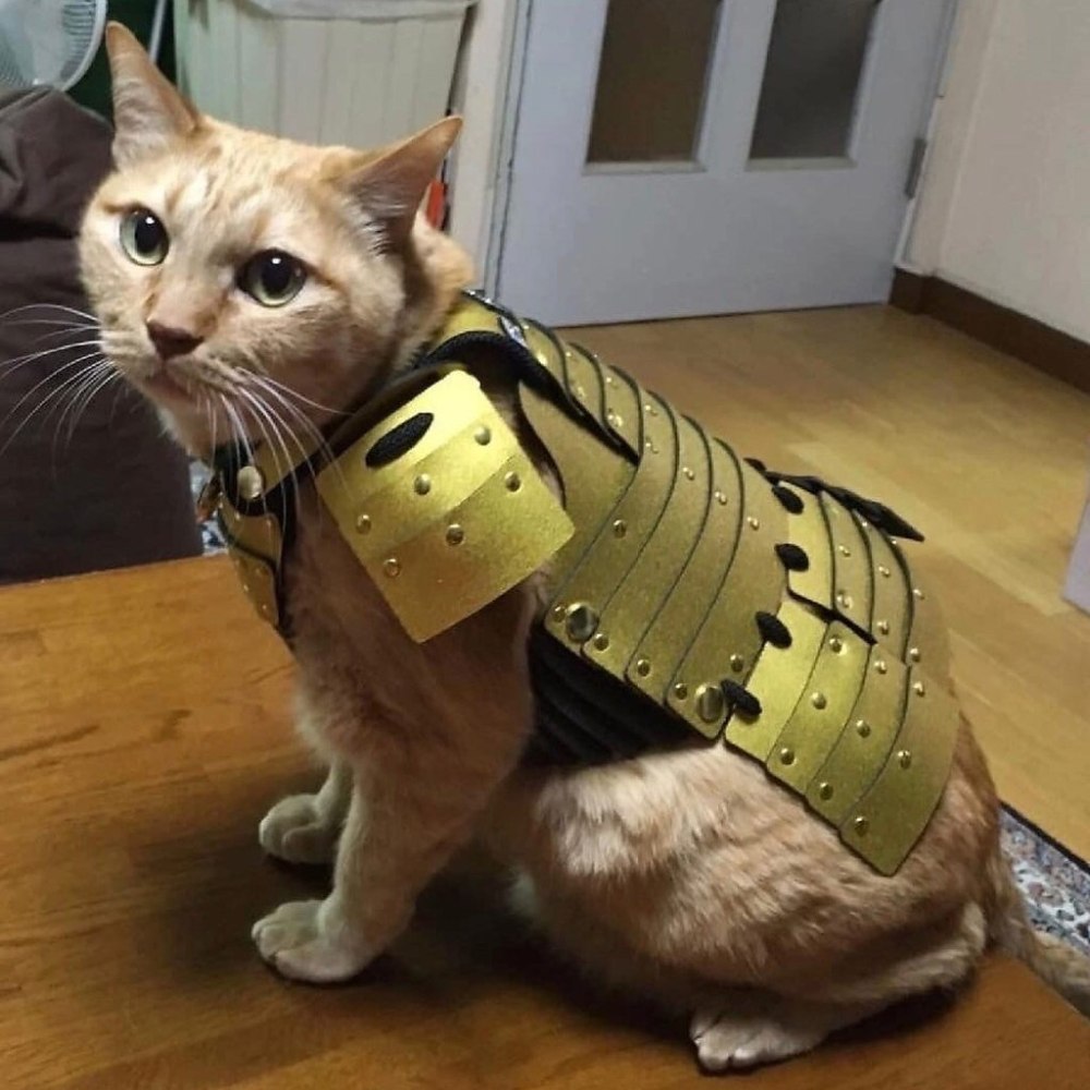 Кошка в доспехах