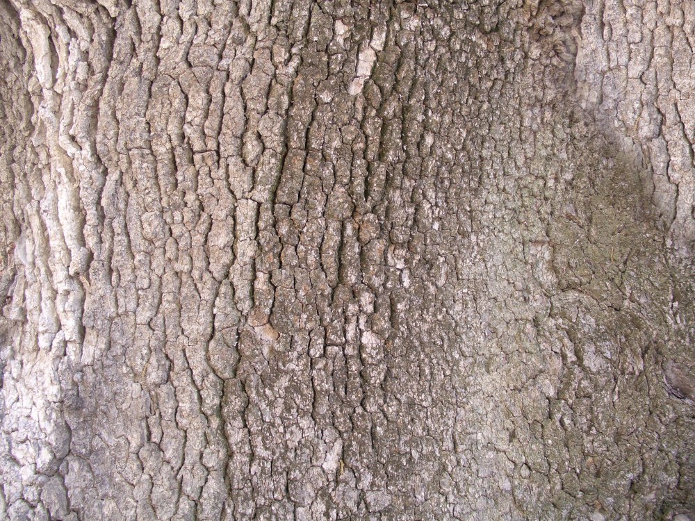 Bark Pine Tree texture