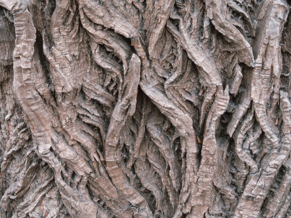 White Willow Bark