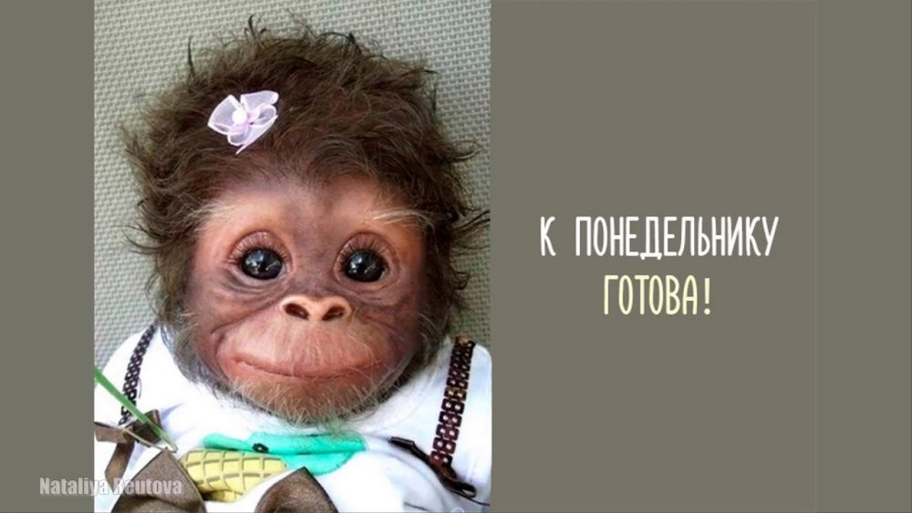 Понедельник приколы