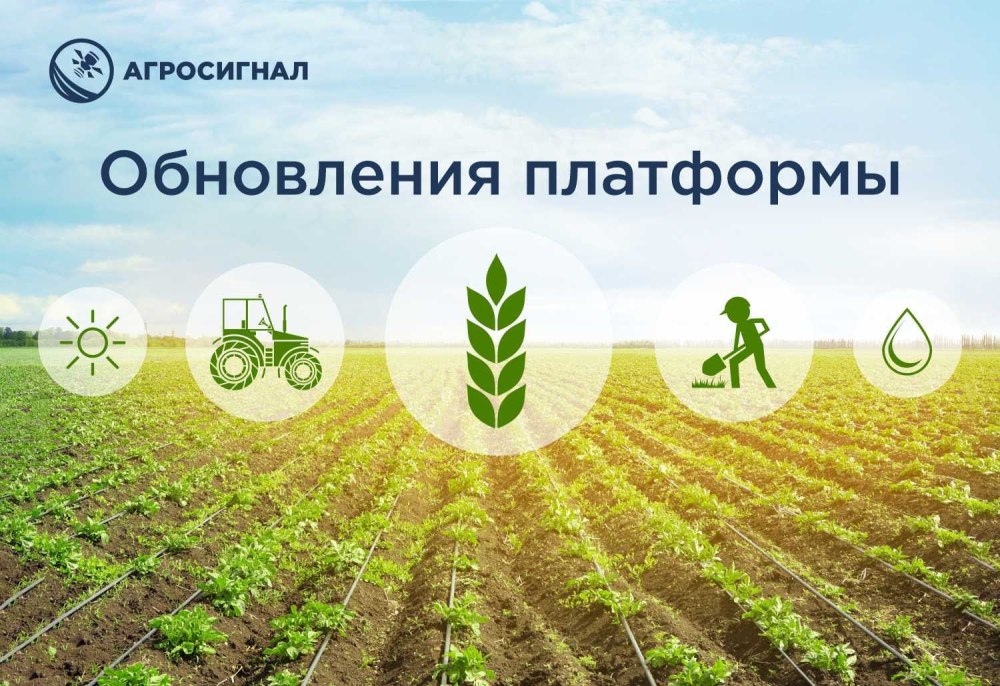 Поле пшеницы