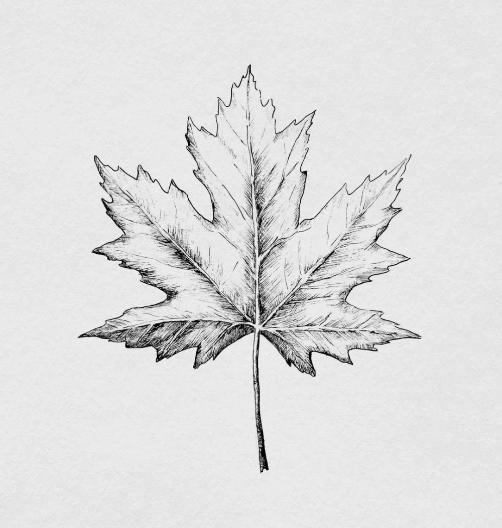 Кленовый лист hand drawn