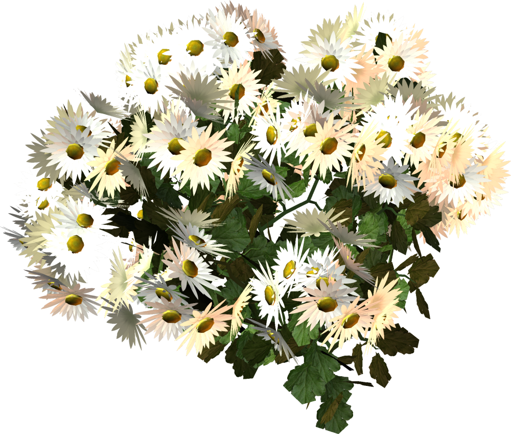 Chrysanthemum lavandulifolium