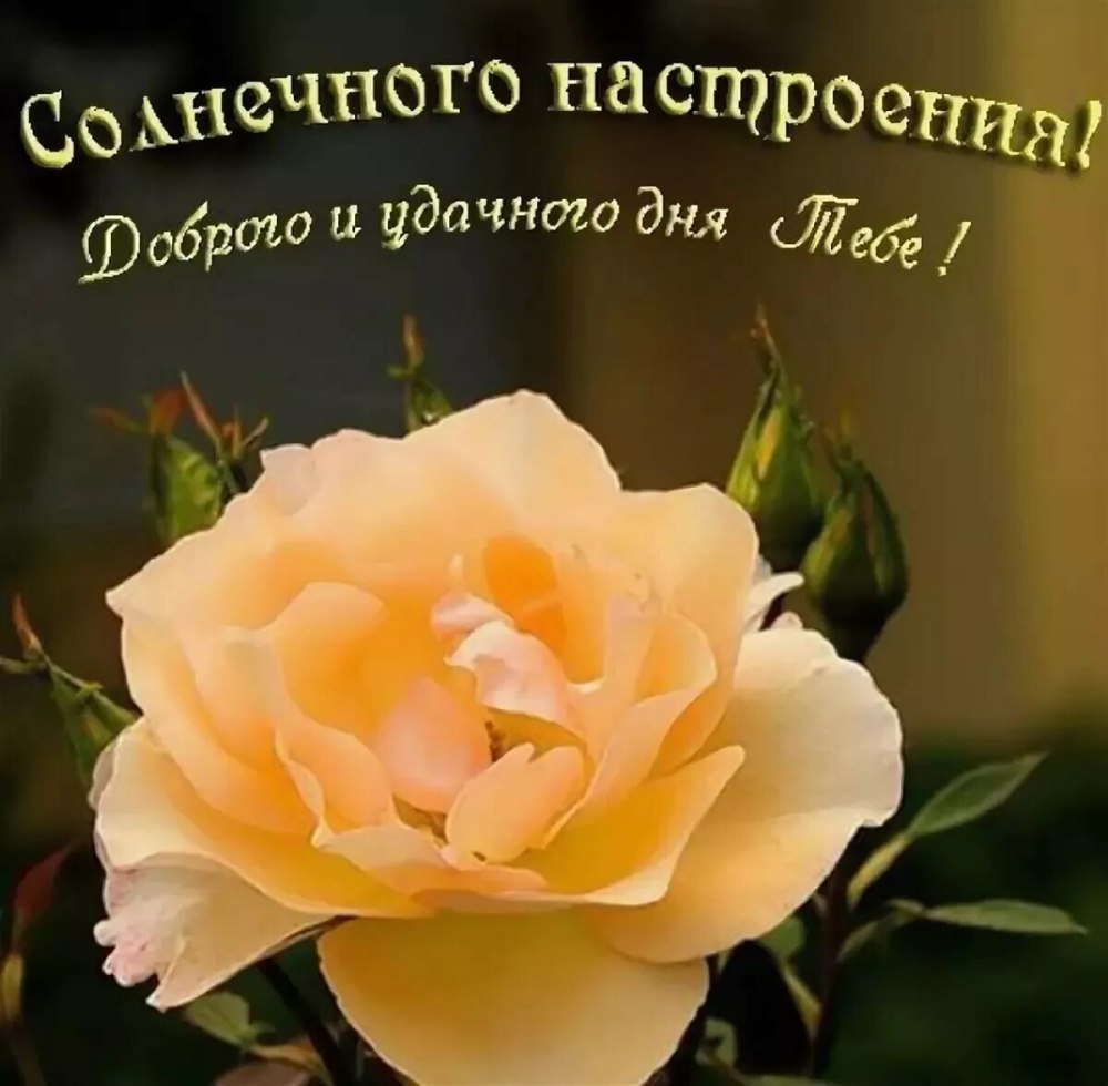 Хорошего дня и прекрасного настроения