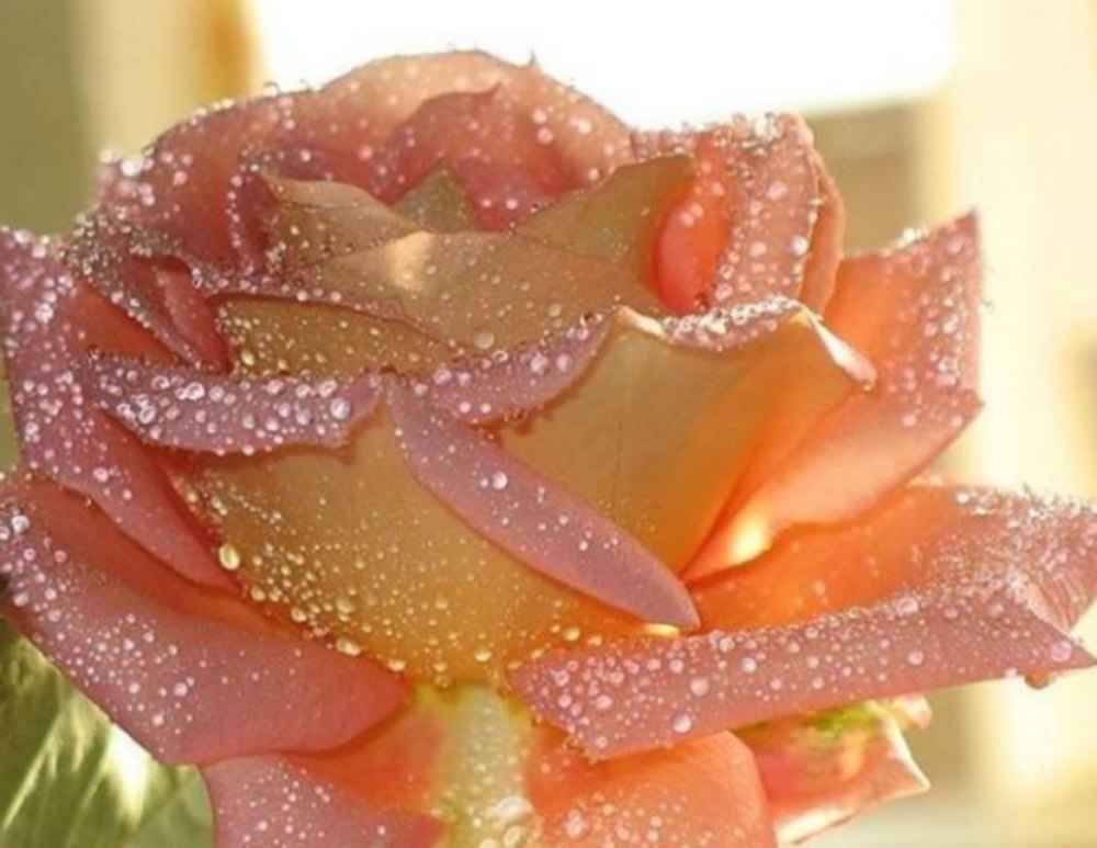 Розы с блестками