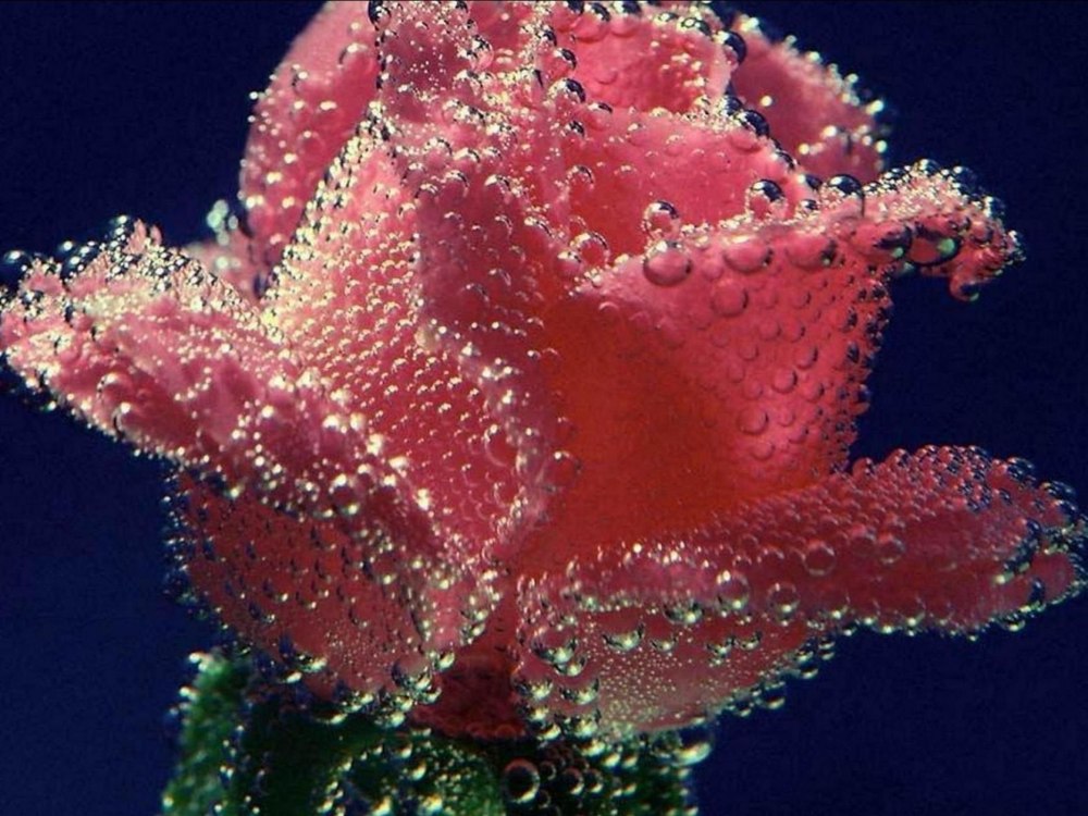 Блестящие цветы