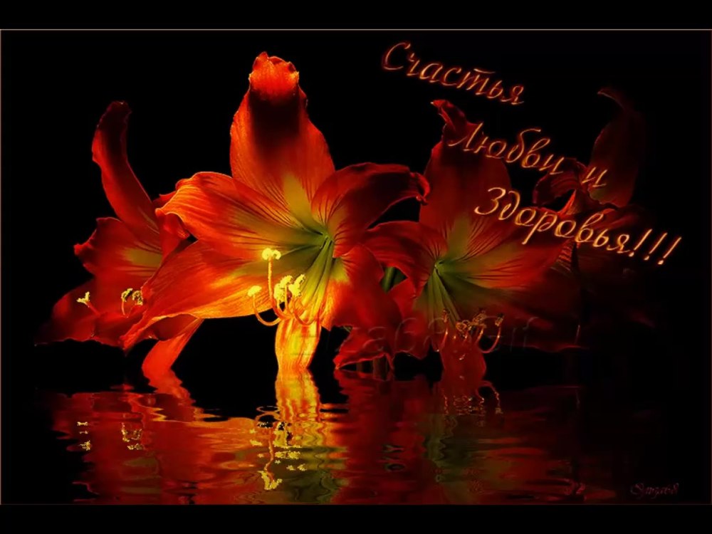 Цветы анимация