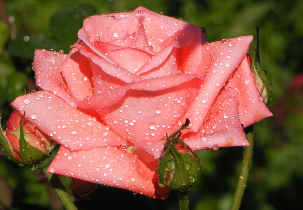 Розы с блестками