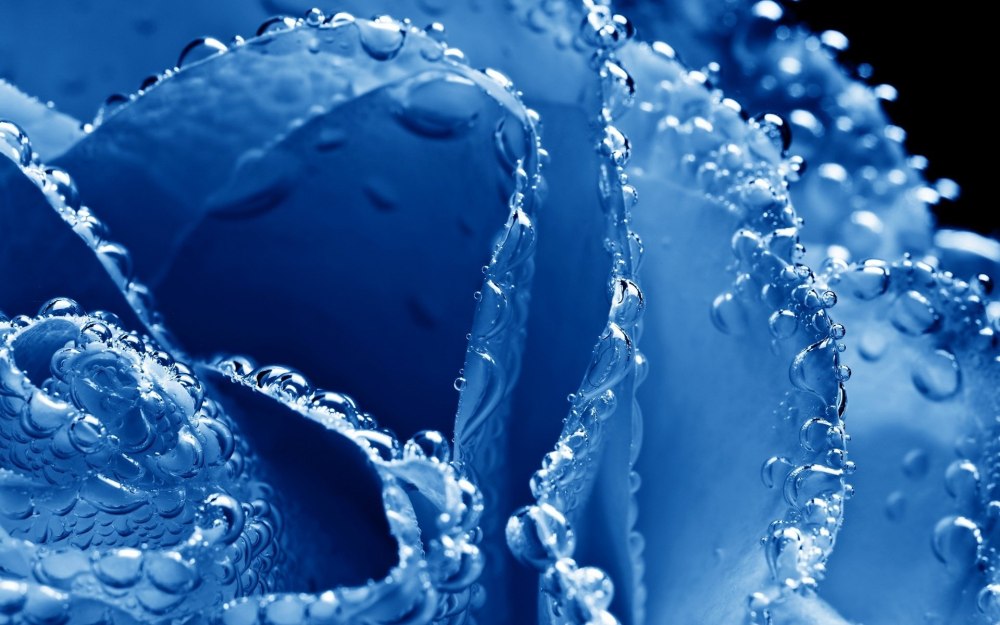 Капли воды на цветах
