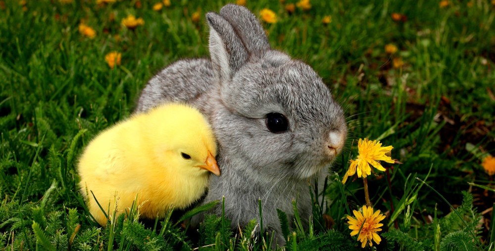 Bunny Baby №36