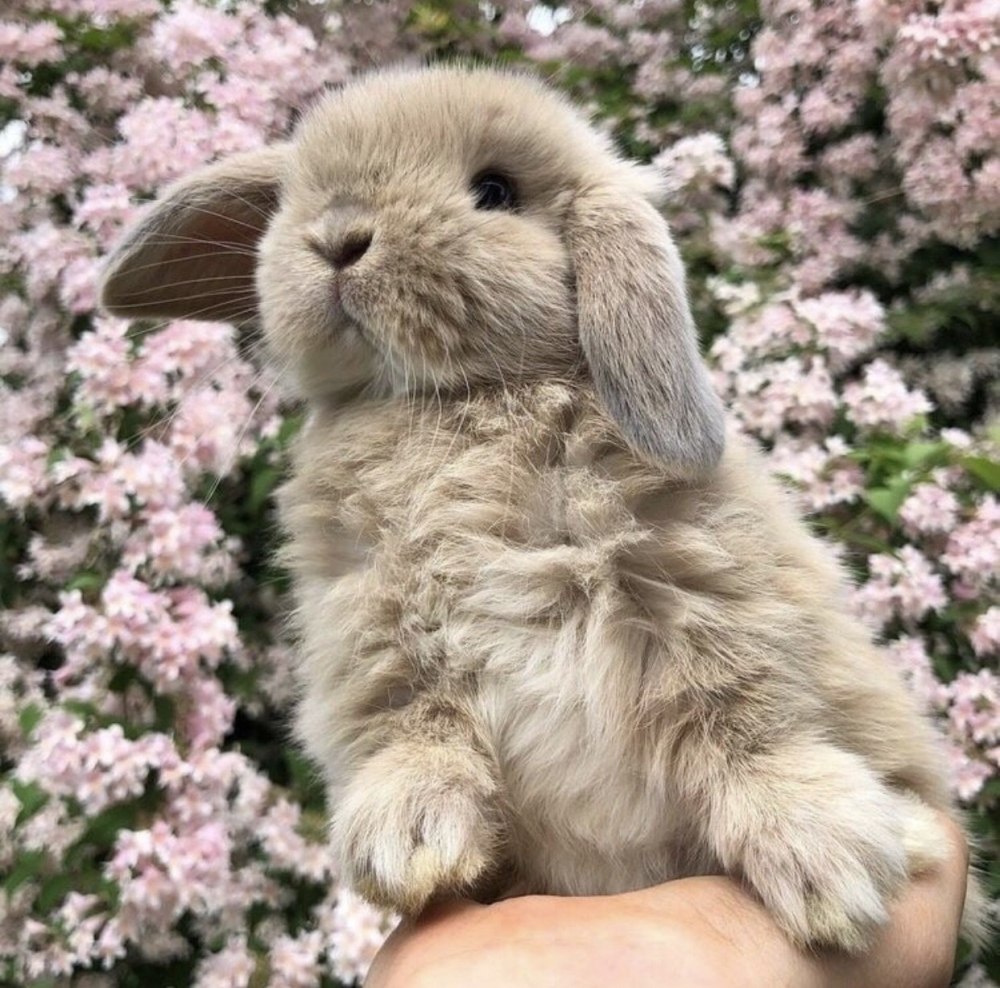Английский вислоухий кролик
